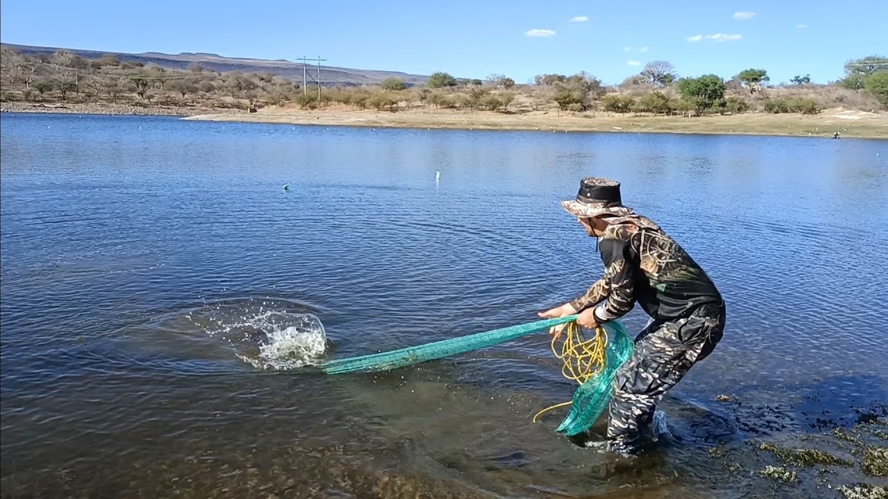 salieron las de 4 kilos tarrayazo de 14 mojarras amarillas