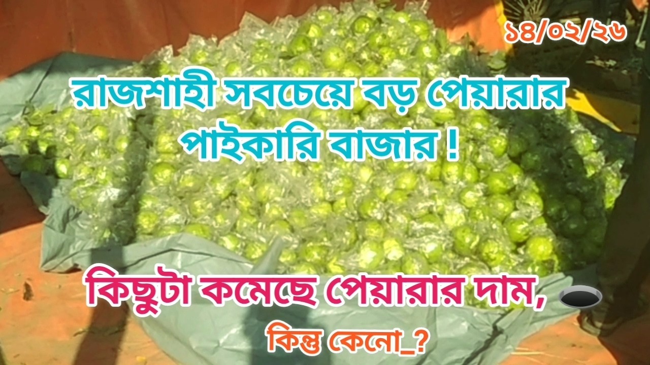 রাজশাহীর সবচেয়ে বড় ফলের পাইকারি বাজার – খড়খড়ী বাইপাস কাঁচাবাজারে আজকের লাইভ আপডেট! 🌿🍐#পেয়ারাদাম
