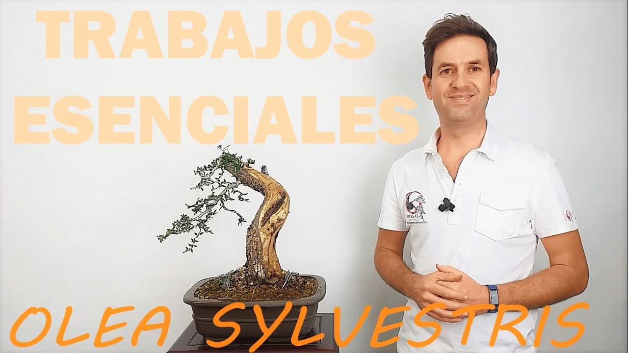 🔴TRABAJOS 👨‍🏭✂️🚿🌱 ESENCIALES EN OLEAS SILVESTRIS - ACEBUCHE en BONSÁI