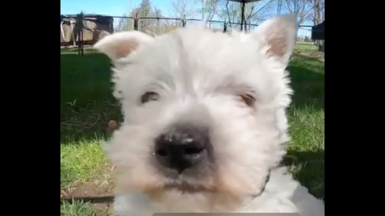 Fiona's, Bianca's West Highland Terrier Puppies #puppy #westie #puppylove #westhighlandterrier