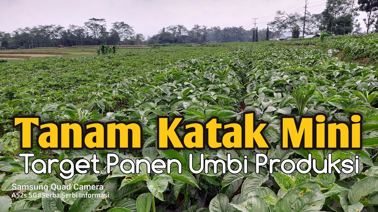 Tanam Dari Katak Mini Target Panen Umbi Produksi