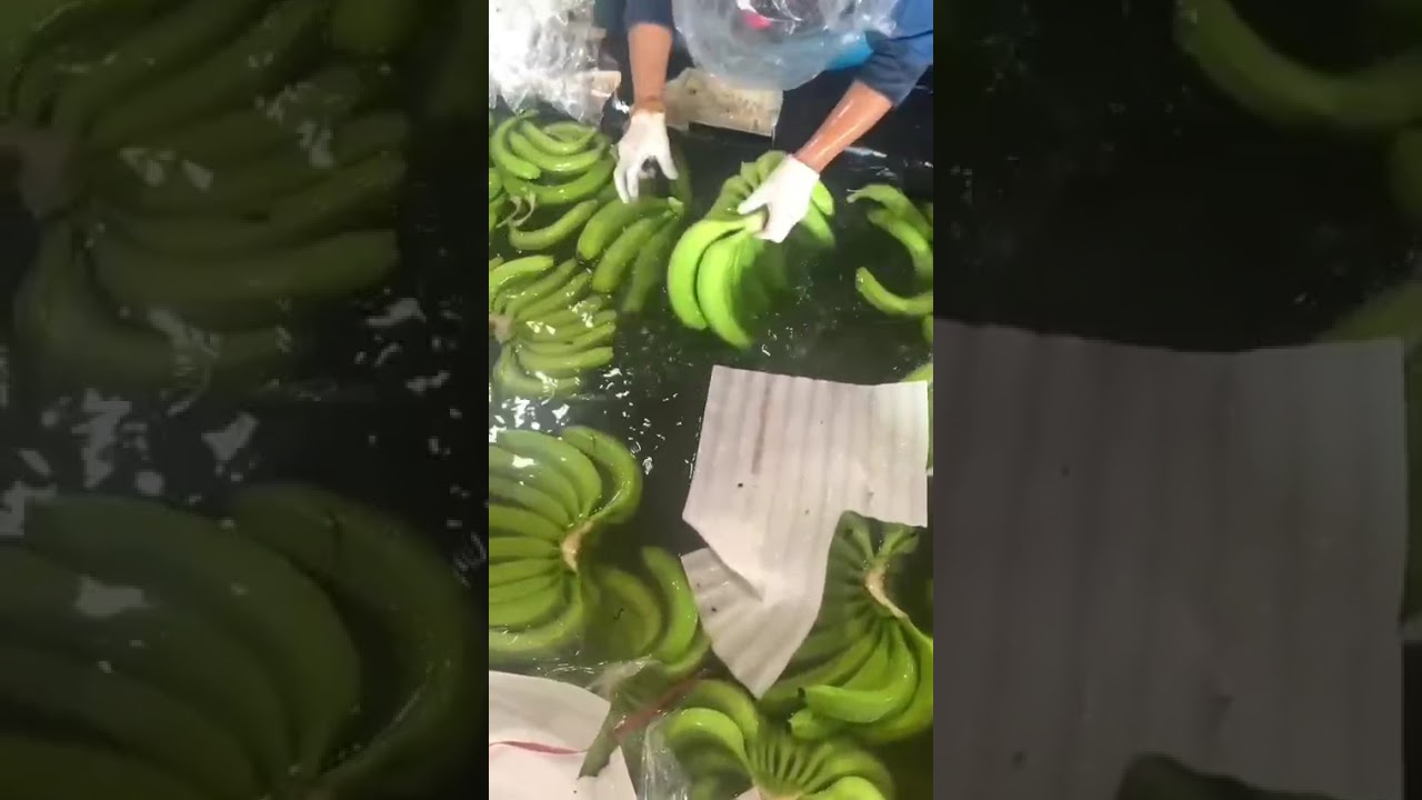 banana sorting process#shorts