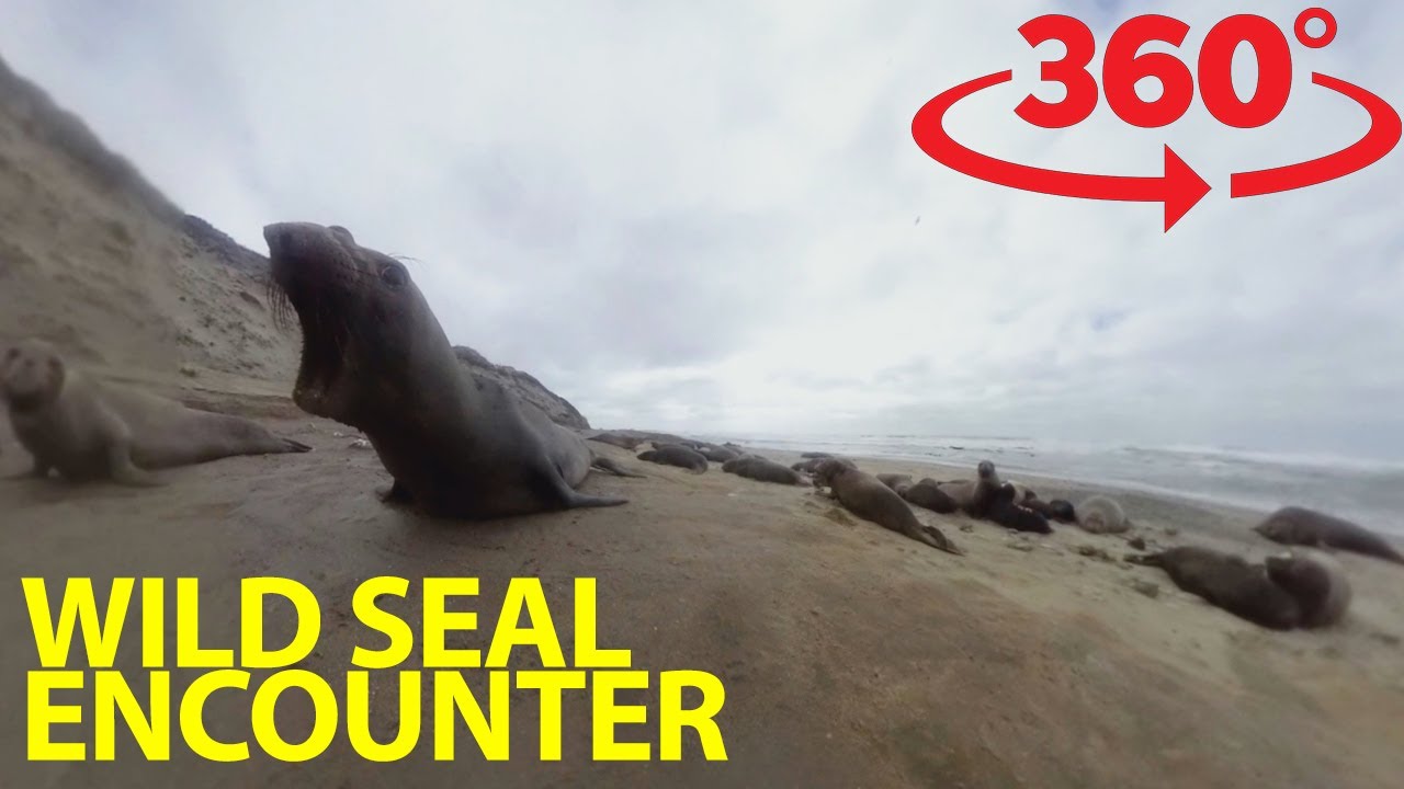 Get face to face with elephant seals in 360