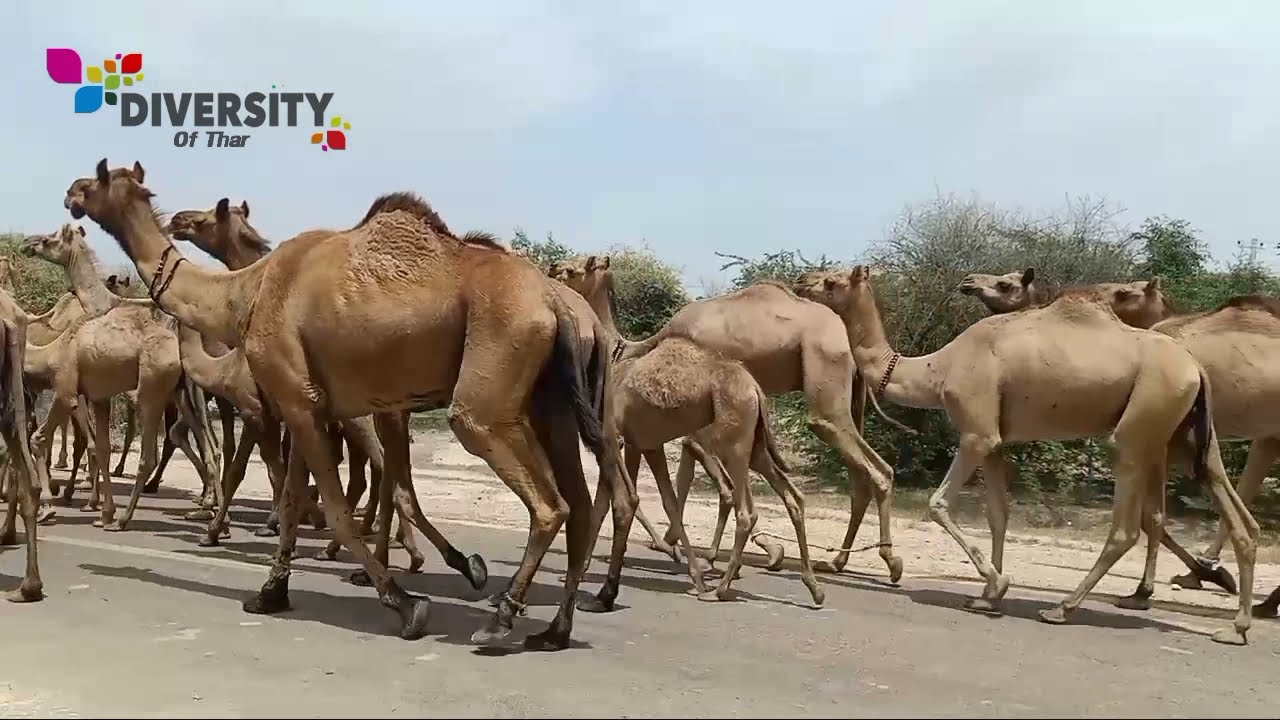 Thirsty Camels way to dug well || Desert camel herd || Camel walking || Camels of thar