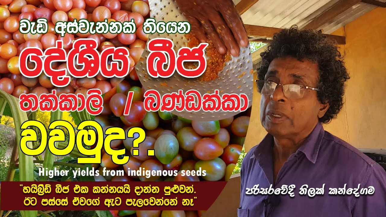 වැඩි අස්වැන්නක් තියෙන දේශීය බීජ - Thilak Kandegama / Higher yields from indigenous seeds