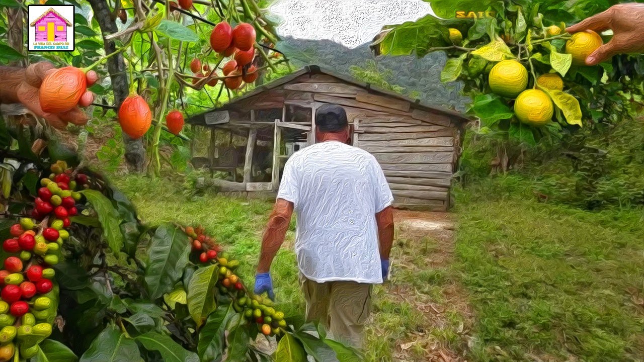 ESTE CAMPO ES UN PARAISO EN UNA MONTAÑA EN BONAO REPUBLICA DOMINICANA