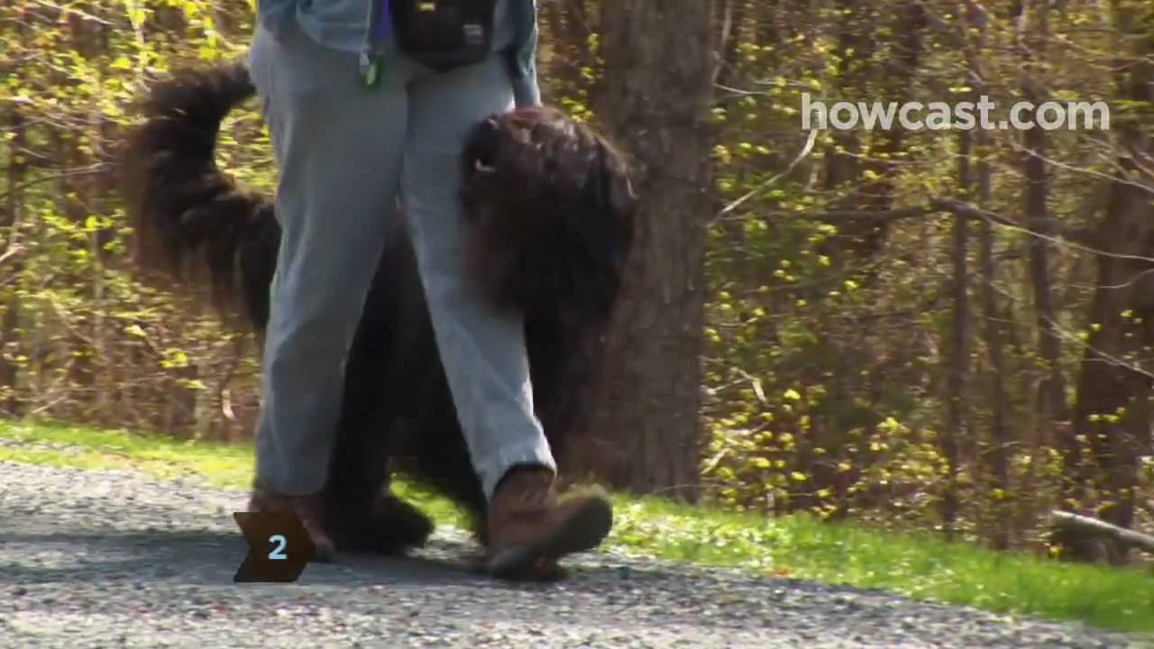How to Exercise Your Dog