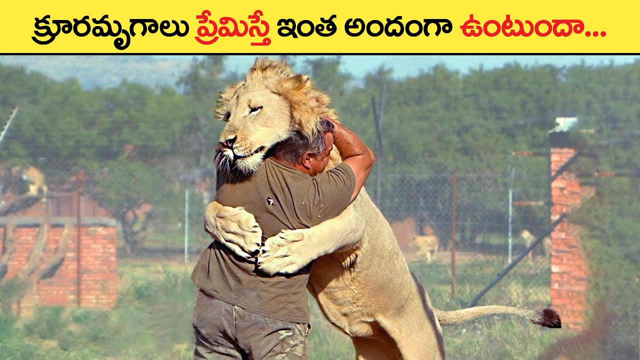 🔵 అనిమల్స్ love చేస్తే | These Animals Don't Forget Their Owners After Years | Animal Reunion | fact