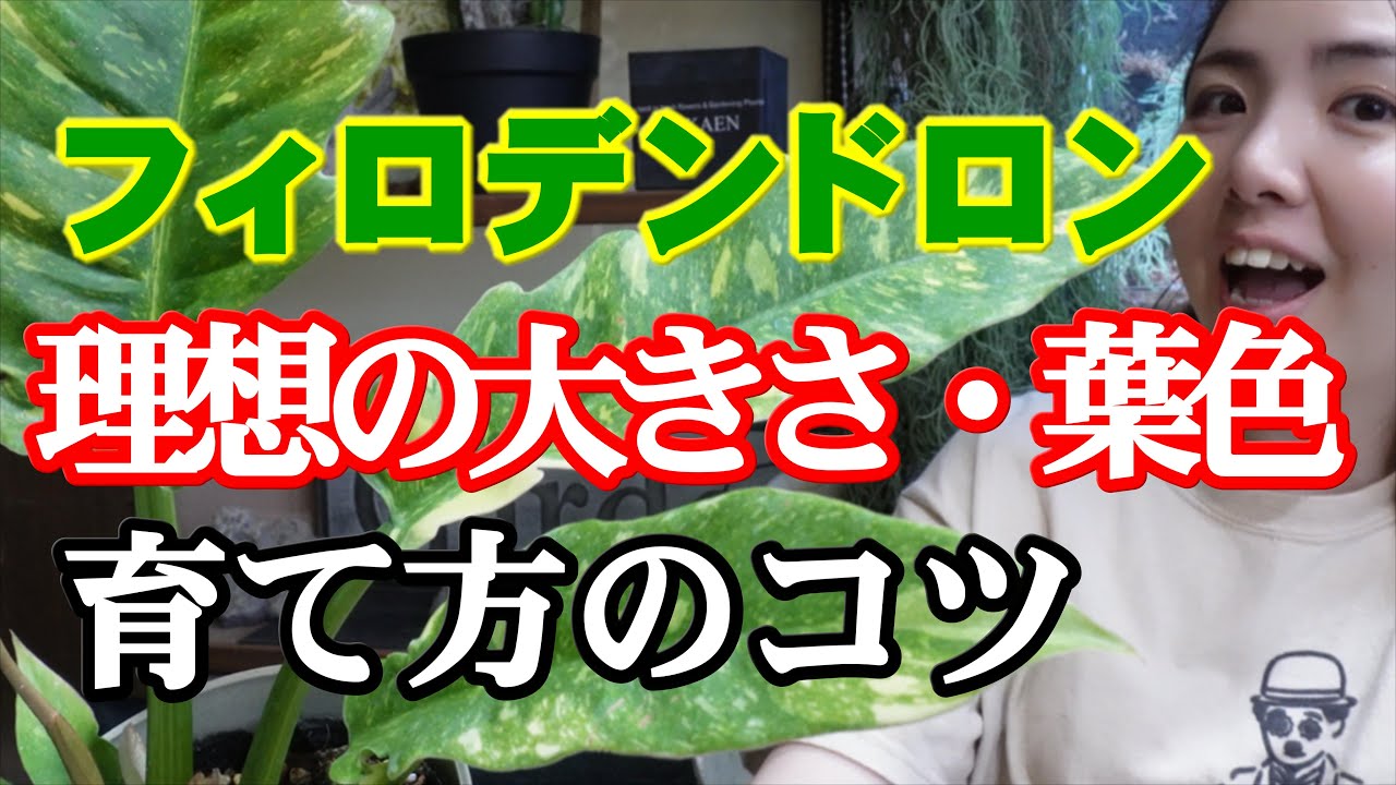 【初心者必見】フィロデンドロンを枯らさずに育てる年間管理ガイド|開花園チャンネル