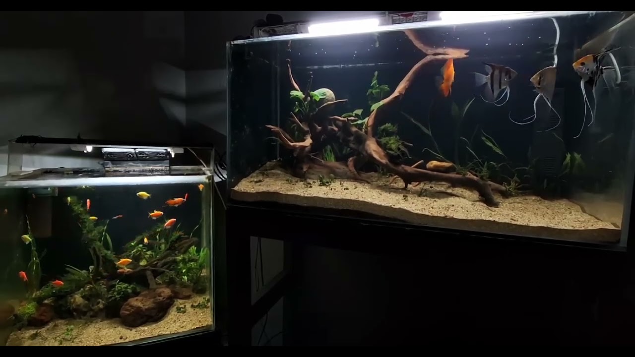 Peace Full Aquarium setup🎈🐠 Full with Glow tetras and Zebra danios & Angel fish 