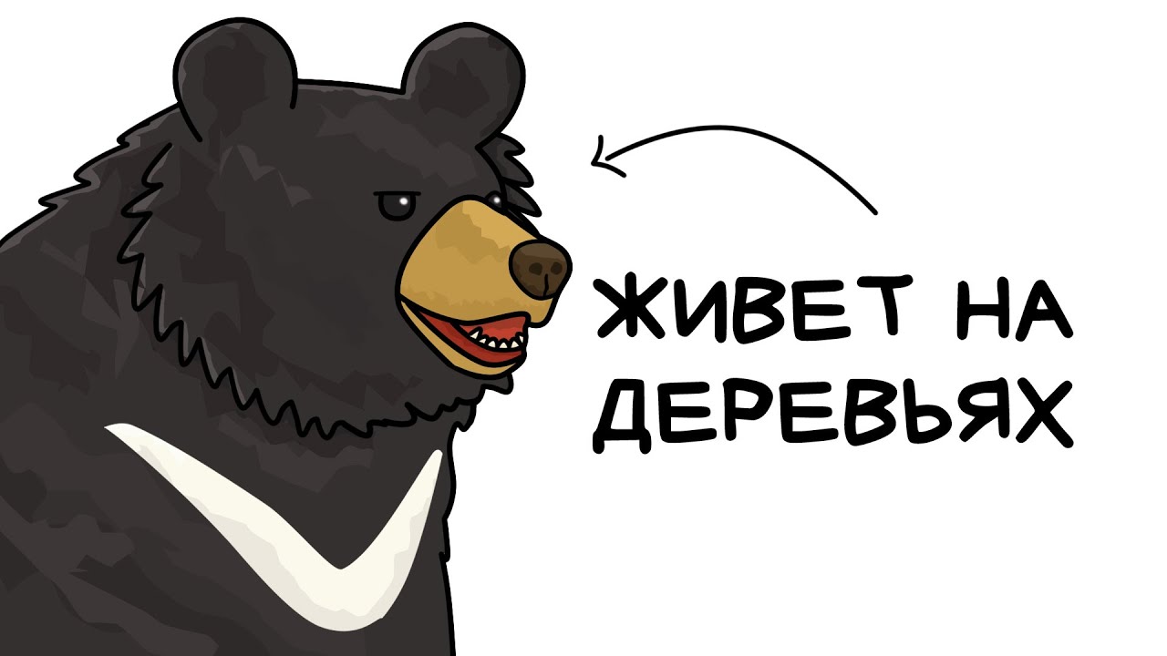 Ты - Гималайский Медведь (И ЭТО ВСЯ ТВОЯ ЖИЗНЬ)