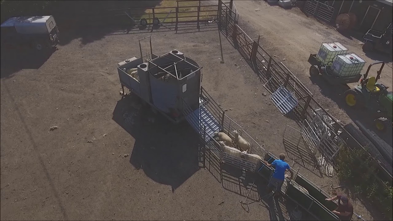 Leighfield Lleyns Commercial Shearling Ewe's 2018