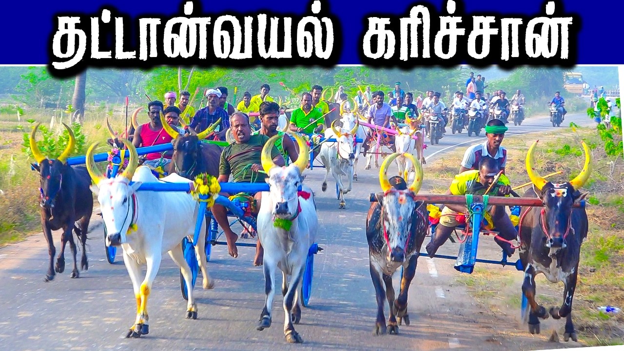 தட்டான்வயல்  கரிச்சான்மாடு  03/03/2026 #krish_studio_kattumavadi