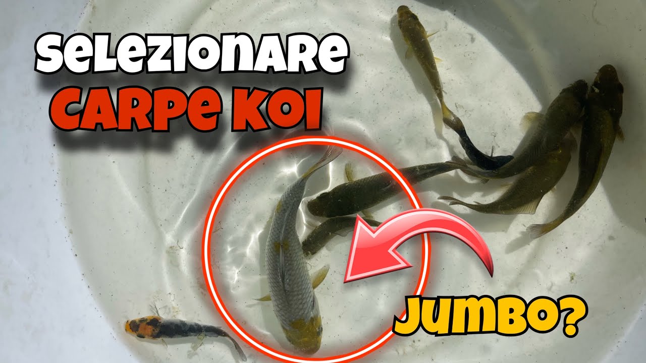 Cattura e Selezione di Carpe Koi!! Stanno diventando veramente grandi!!
