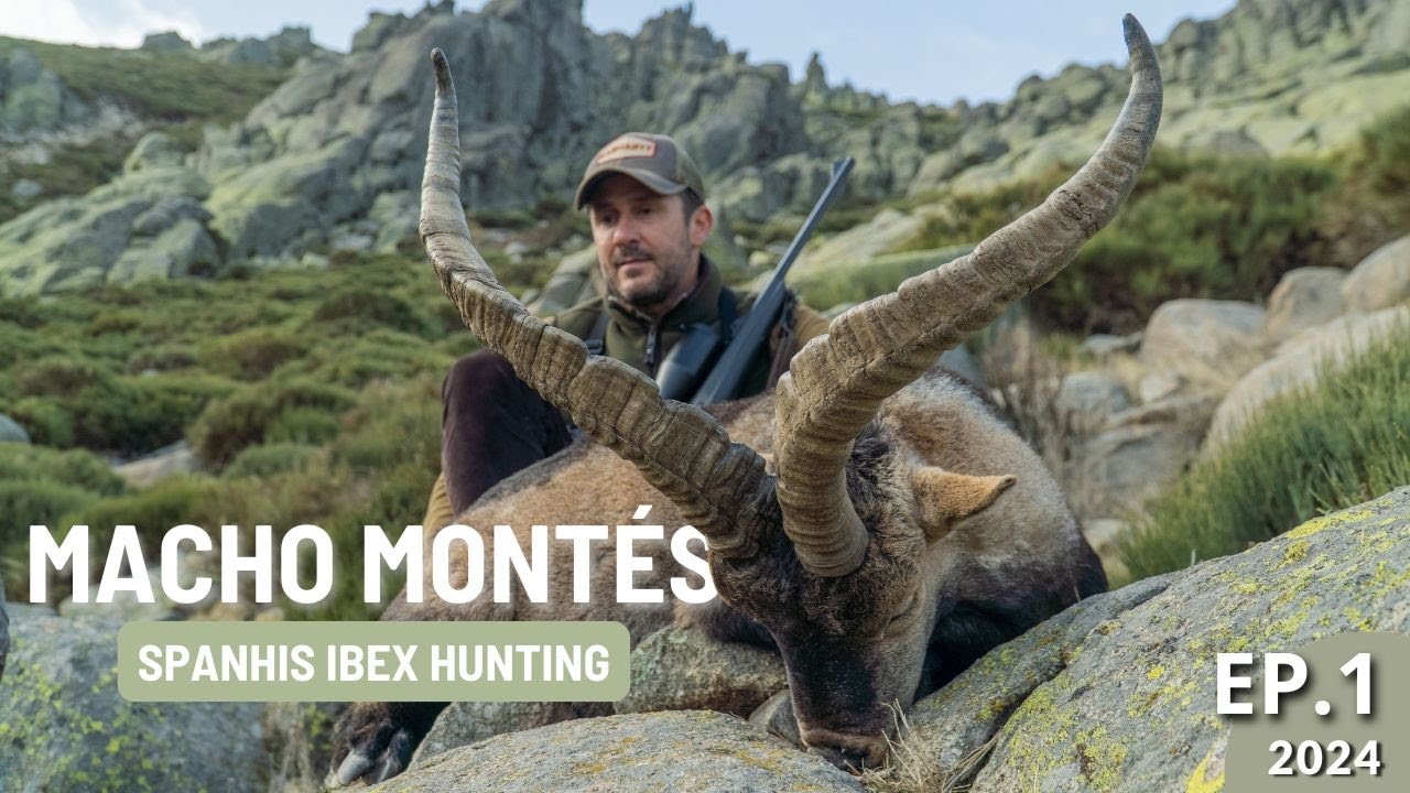 🔥 CAZA DEL MACHO MONTÉS EN GREDOS – Un Rececho Inolvidable.