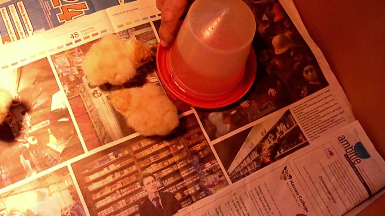 kuikens 2012.mp4