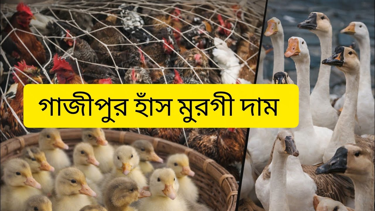হাঁস মুরগী দাম জানতে বিডিও টা দেখুন  গাজীপুর হাঁস মুরগী দাম হাঁস মুরগি পালন, হাঁস খামার, মুরগি খামার