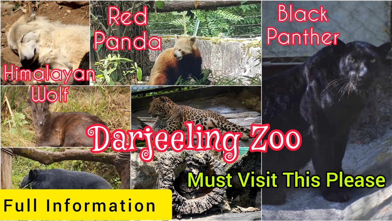 Darjeeling Zoo || Padmaja Naidu Himalayan Zoological Park || Episode 3 || Sutapa Ray Nandi ❤️🥰