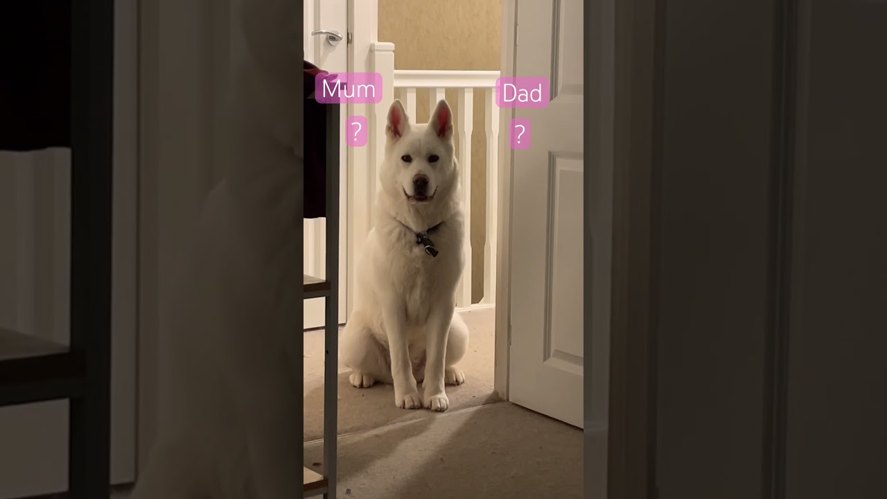 Rescued is the best breed #rescue #rescuedog #akita #mom #dad #adopted #adoptdontshop #subscribe #yt