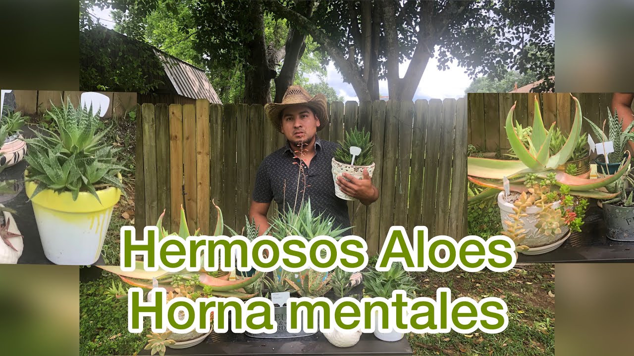 12 hermosos Aloes Hornamentales de mi coleccion