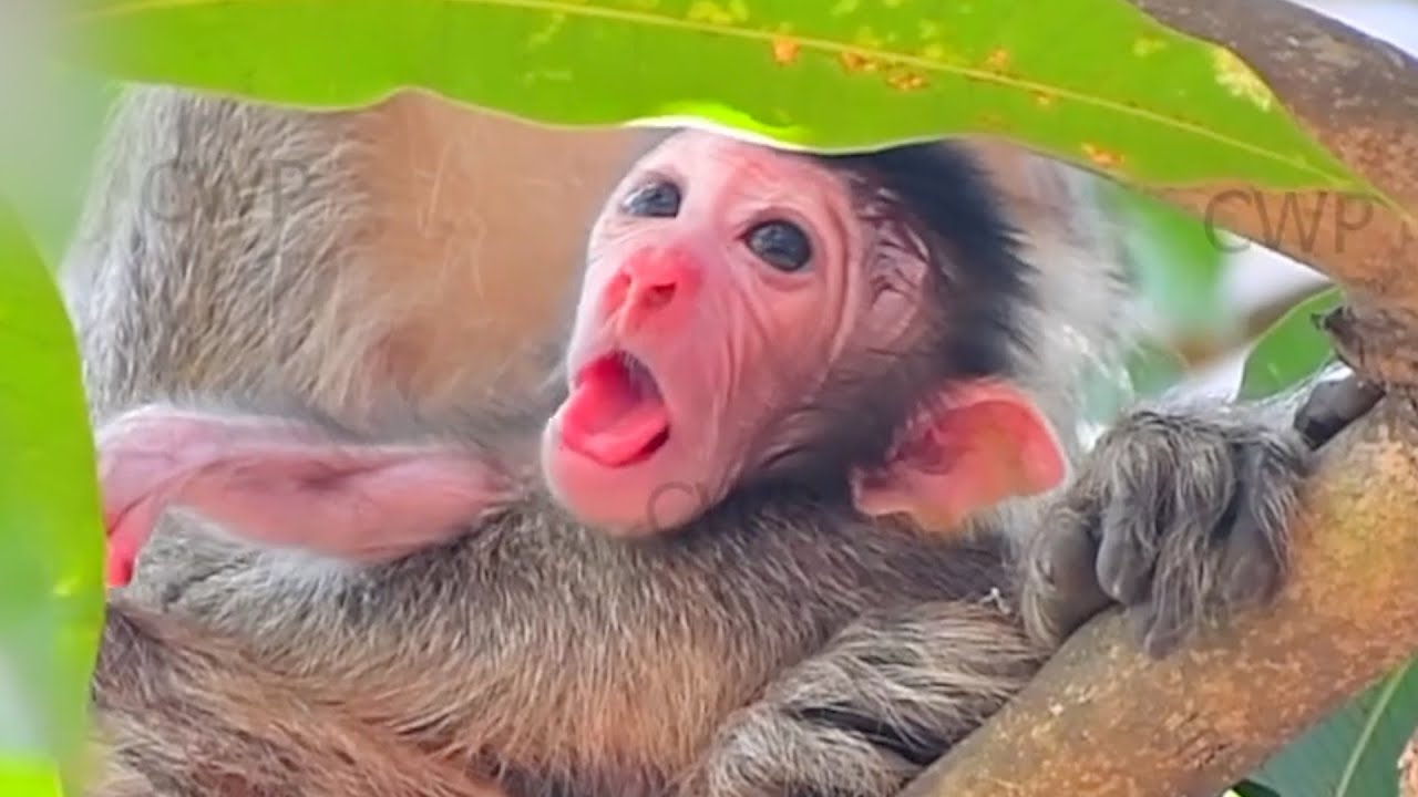 Cutest Gesture Of Newborn Baby Monkey, Adorable Wildlife