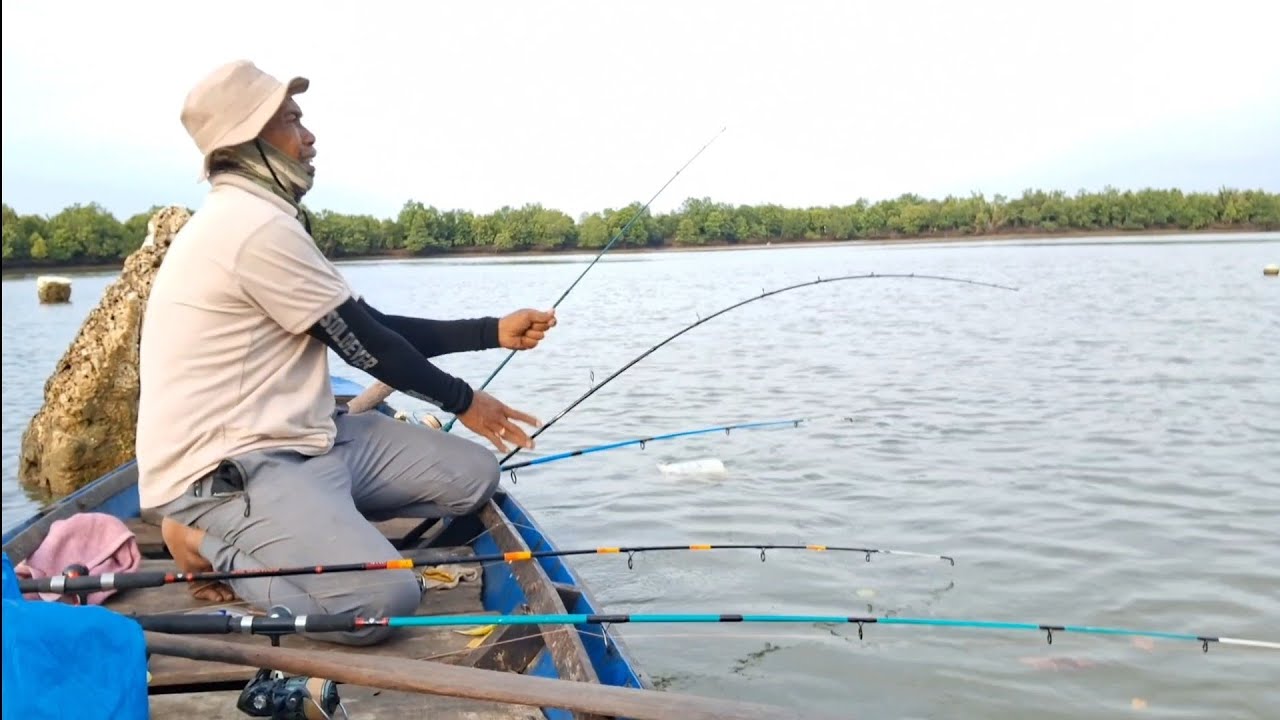 REEL MENJERIT,,JORAN MELENGKUNG TAJAM,,! TARIKAN IKAN PREDATOR MANGROVE.#fishing 