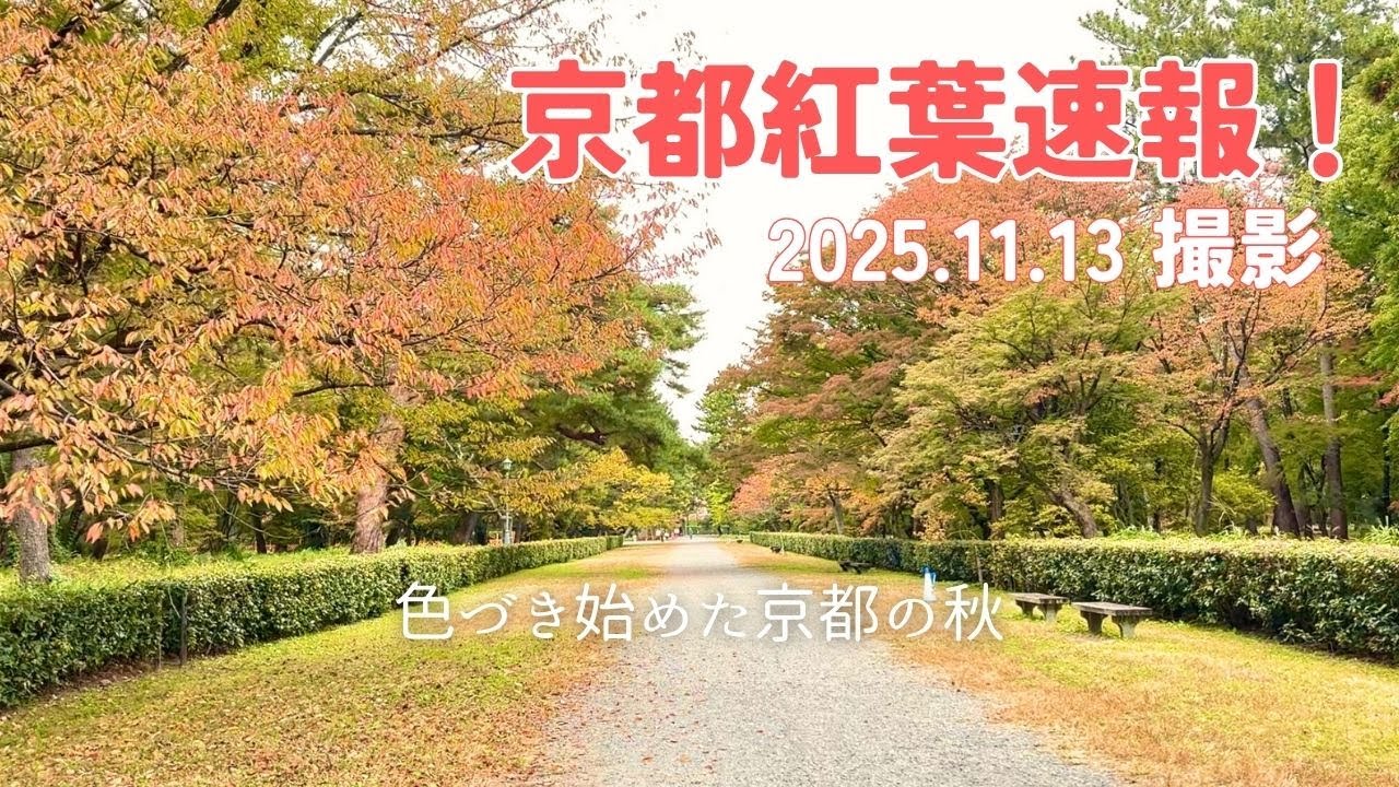 【京都紅葉速報2025】11.13撮影｜京都御苑｜北野天満宮ライトアップ〈色づき始め〉
