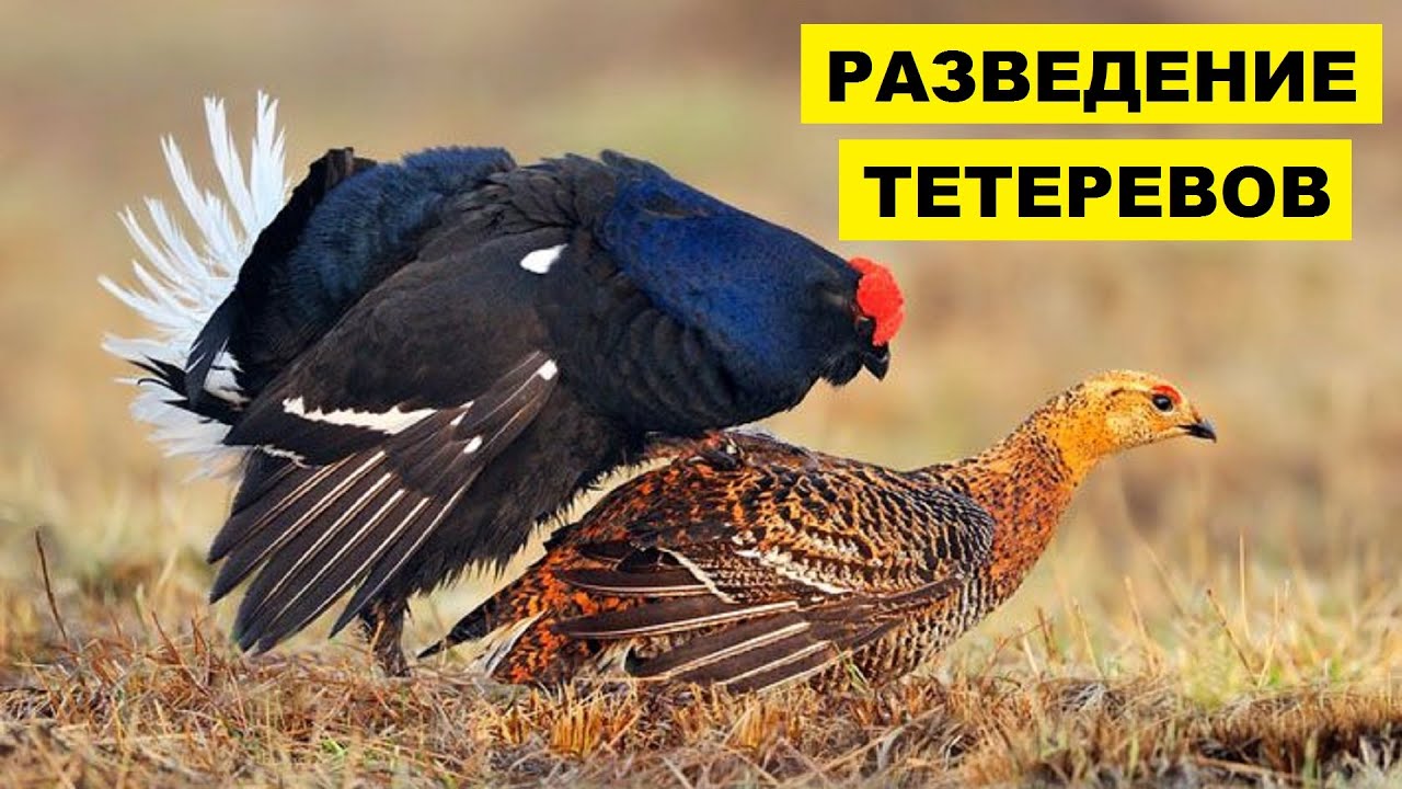 Разведение тетеревов в домашних условиях | Дичеразведение