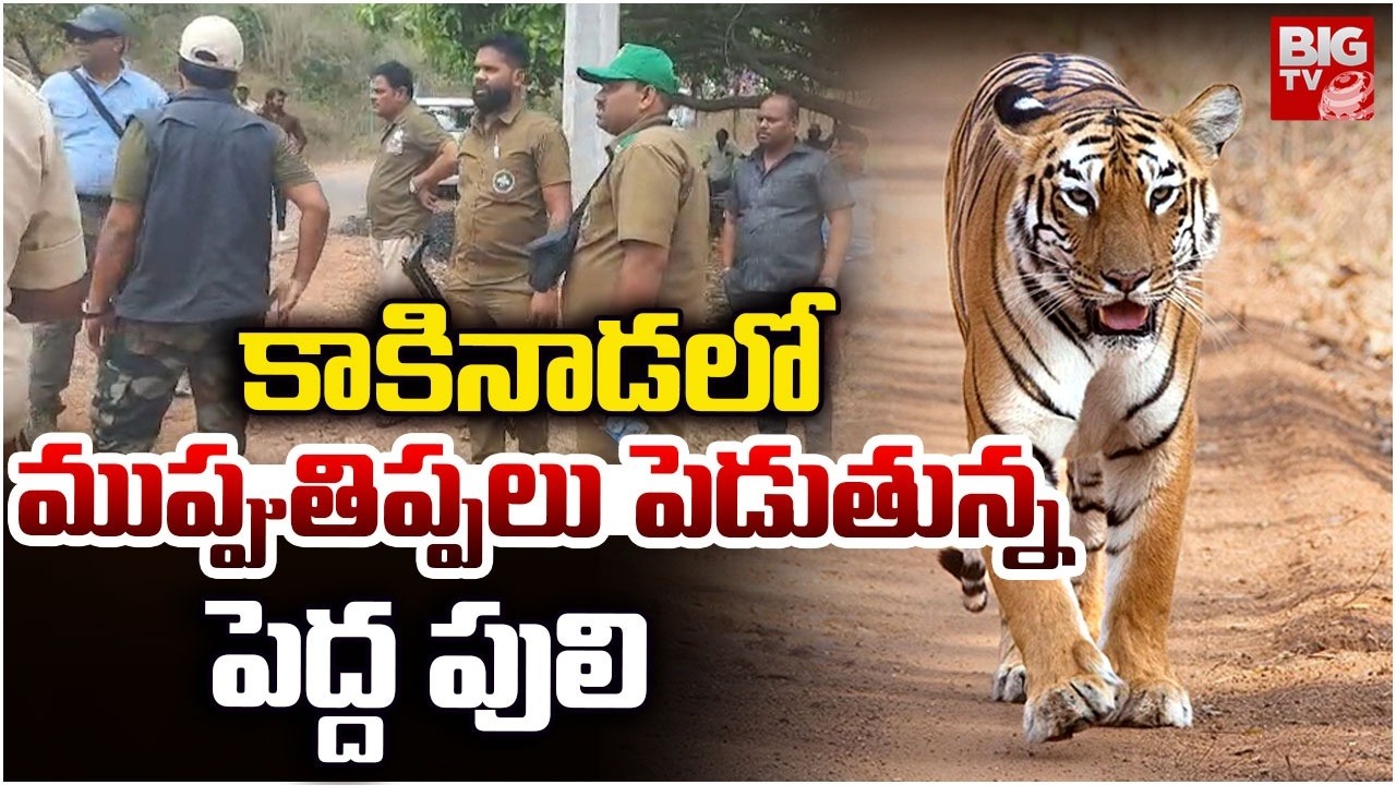 Kakinada Tiger Latest Update | Tiger Spotted Hulchul at Kakinada | ముప్పుతిప్ప‌లు పెడుతున్న  పులి