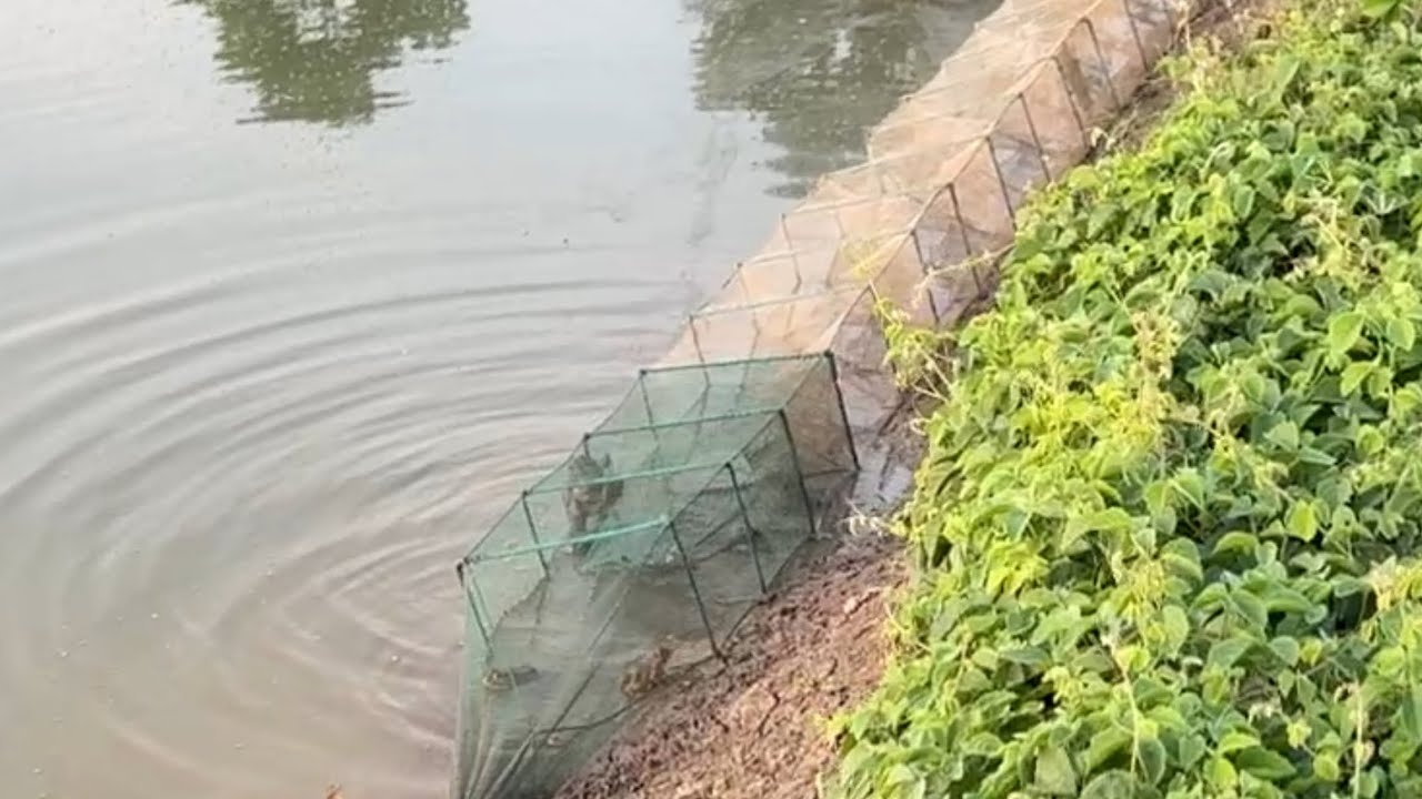 Võ Chí Tâm cách đặt cửa ngục túc ếch đồng đầu mùa đơn giản nhất phần 188/ Săn bắt Sông Hậu TV 