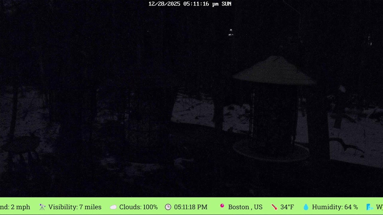Woodland Birdfeeder LIVE Cam - Massachusetts