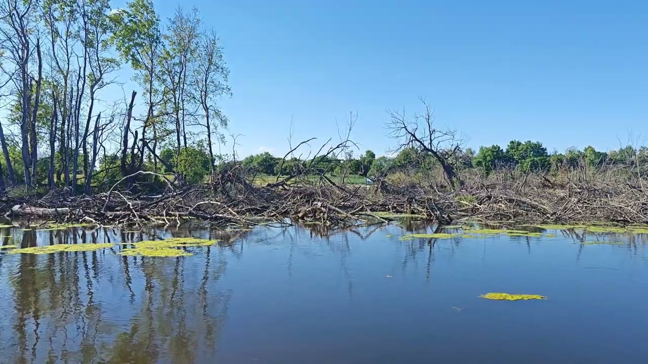 Sounds of nature. Pond with frogs.
