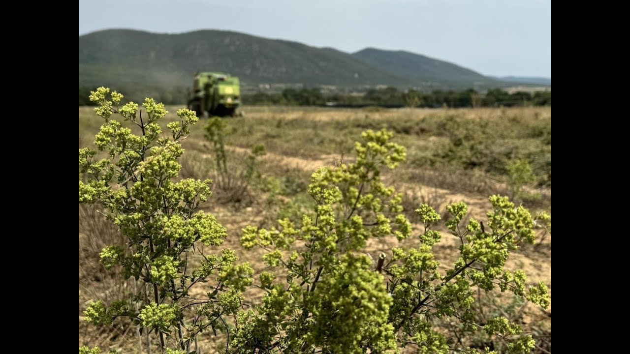Το μυστικό που κάνει τη ρίγανη Μαυρούδας ξεχωριστή και αρωματική