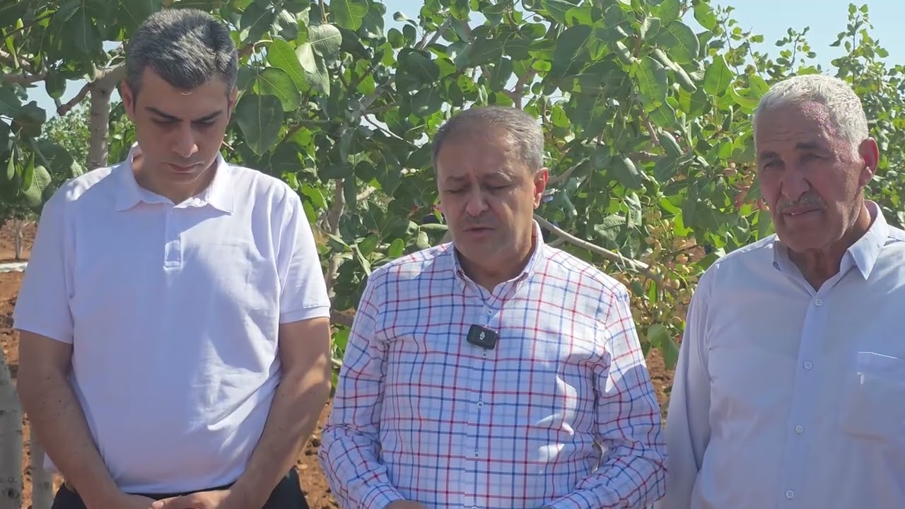 VALİ ŞILDAK, BOZ FISTIK HASADINA KATILDI
