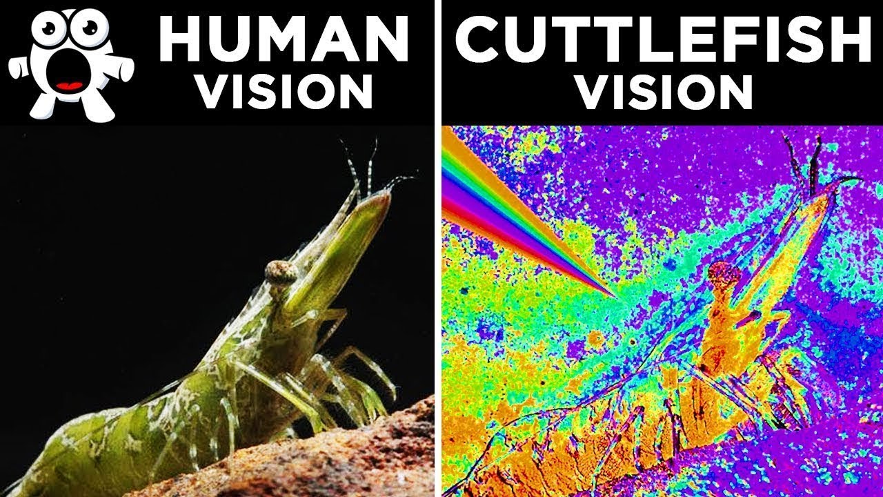 How Different Animals See The World