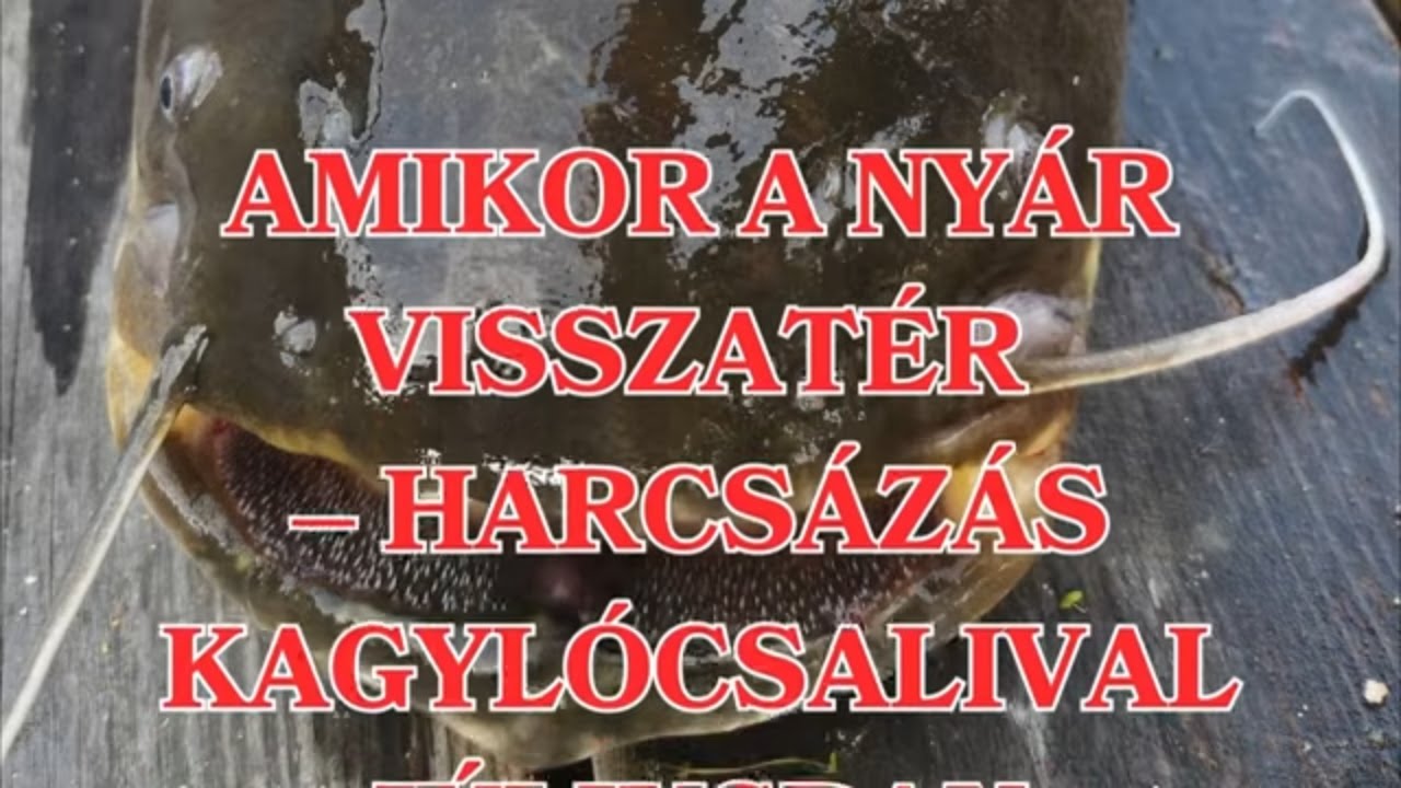 AMIKOR A NYÁR VISSZATÉR – Harcsázás kagylócsalival júliusban