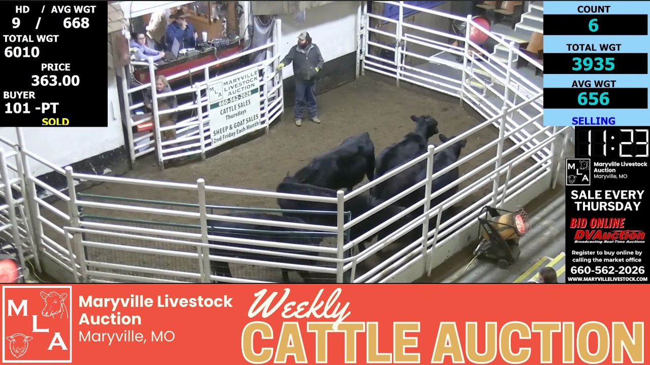 Maryville Livestock Auction LIVE | 300+ Calves, Feeders, Cows & Bulls | Feb 5, 2026