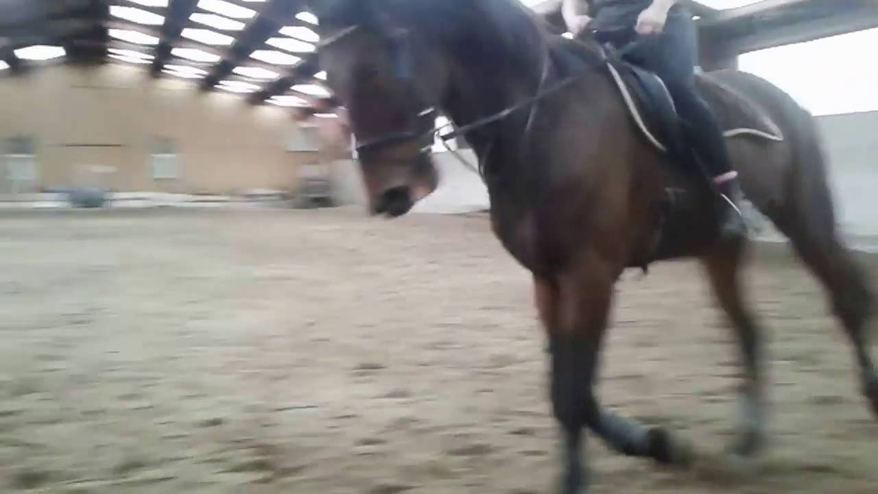 Fra travhest til ridehest