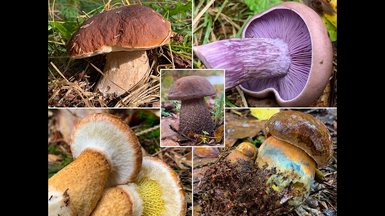 Pilze im Oktober | Die bei uns häufigsten Speisepilze der letzten Jahre im Pilzmonat Oktober