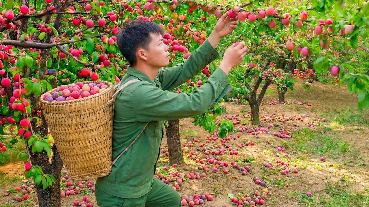 Harvesting Ripe Plums in the Forest and Taking Them to Market to Earn Extra Income for the Family