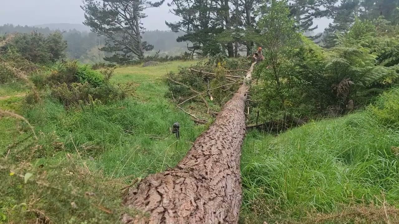Pine Limbed And Bucked In 1 Hour