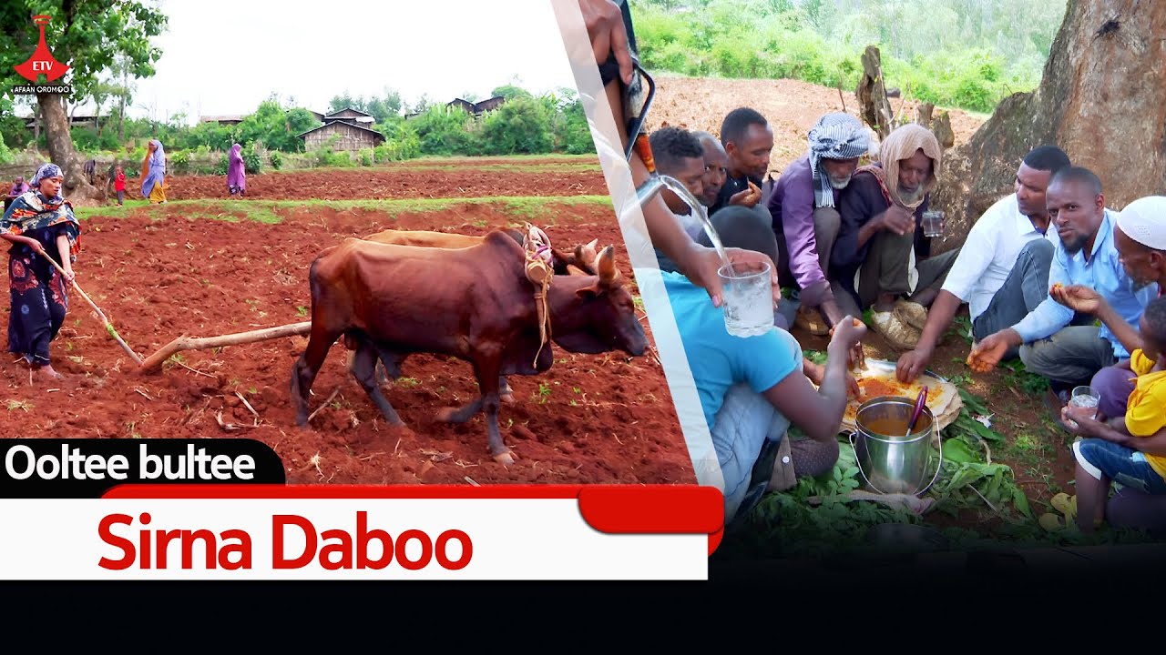 Sirna Daboo  - Ooltee bultee etv |Ebc  |Etv Afaan Oromoo| oduu Etv Afaan Oromoo |Ethiopia
