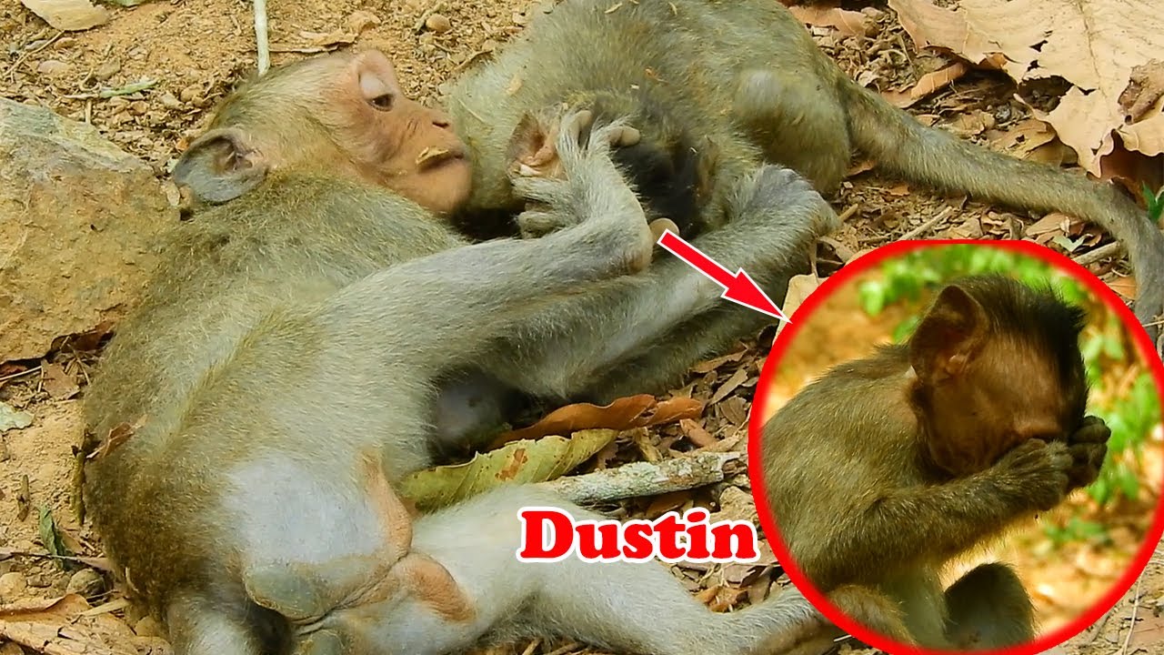 Hurt Seriously...! Orphan Dustin Other Baby Monkey Mistreat Him, No Mom No Warm