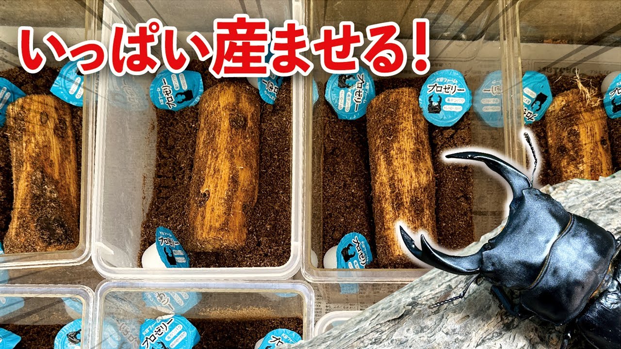 オオクワガタの産卵セットの作り方！ 成功の秘訣や注意点などをブリーダーが解説！