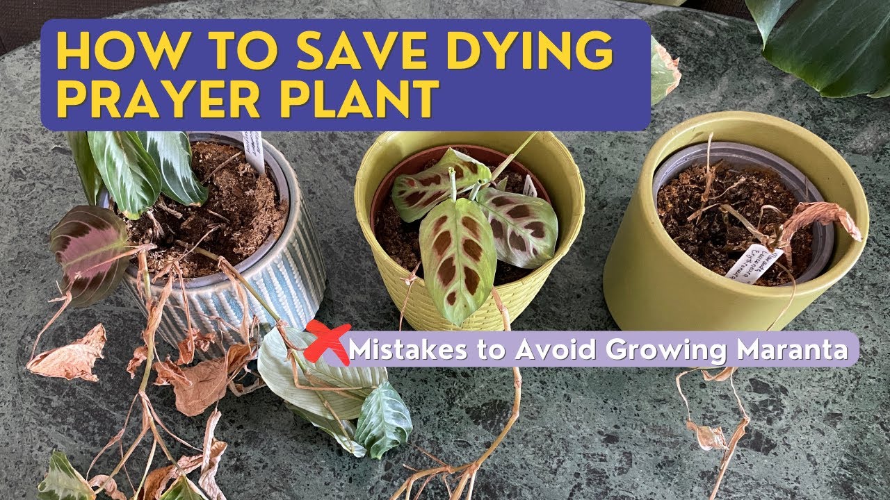 How to Save Dying Prayer Plant  | Mistakes to Avoid Growing Maranta