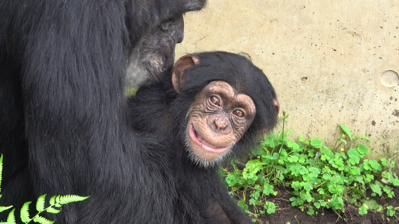 Aug 2021 Tama zoo chimps Fubuki was scolded twice