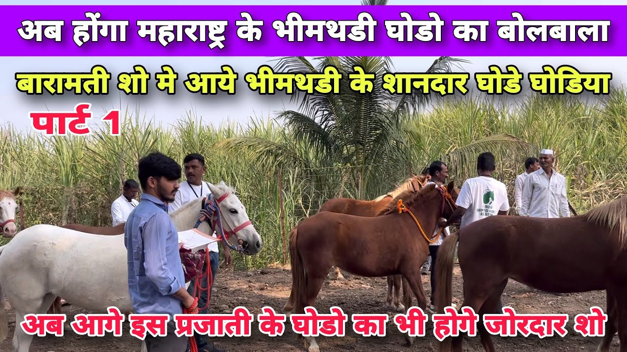बारामती मे भीमथडी शो के लिये महाराष्ट्र के सभी तरफ से आये और घोडीया | Bhimthadi Horse Show Baramati