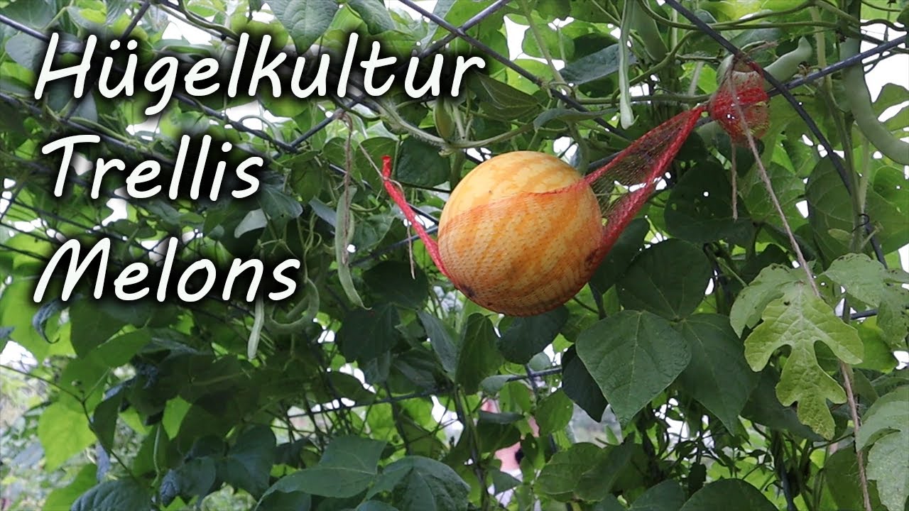 S1E9 Grow Melons on a Hügelkultur Trellis