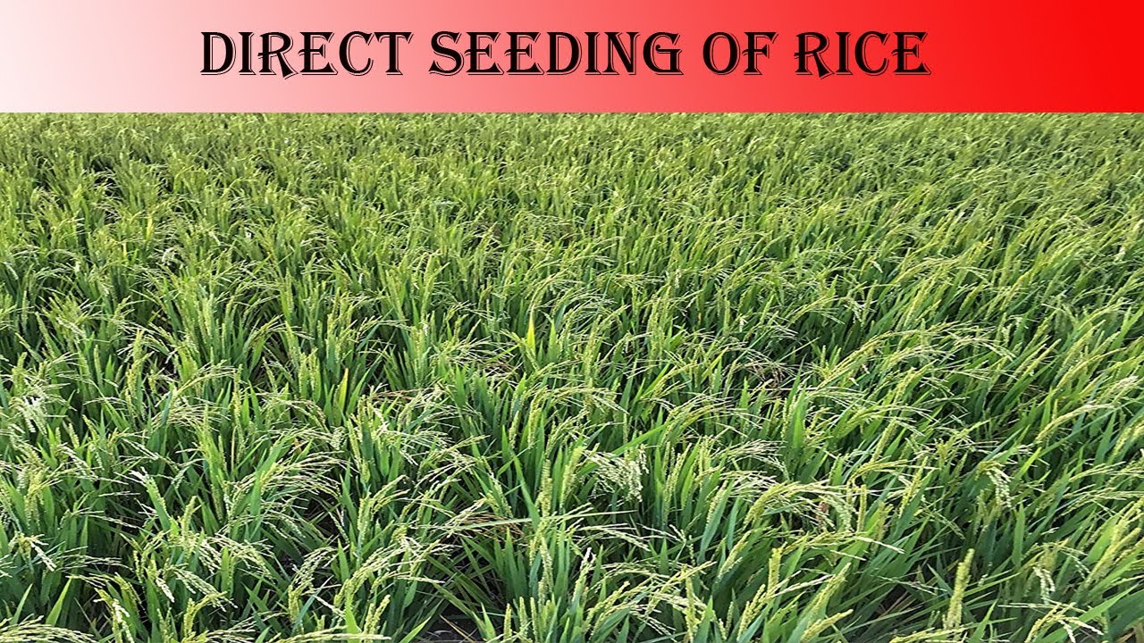 Direct Seeding of Rice (DRS)
