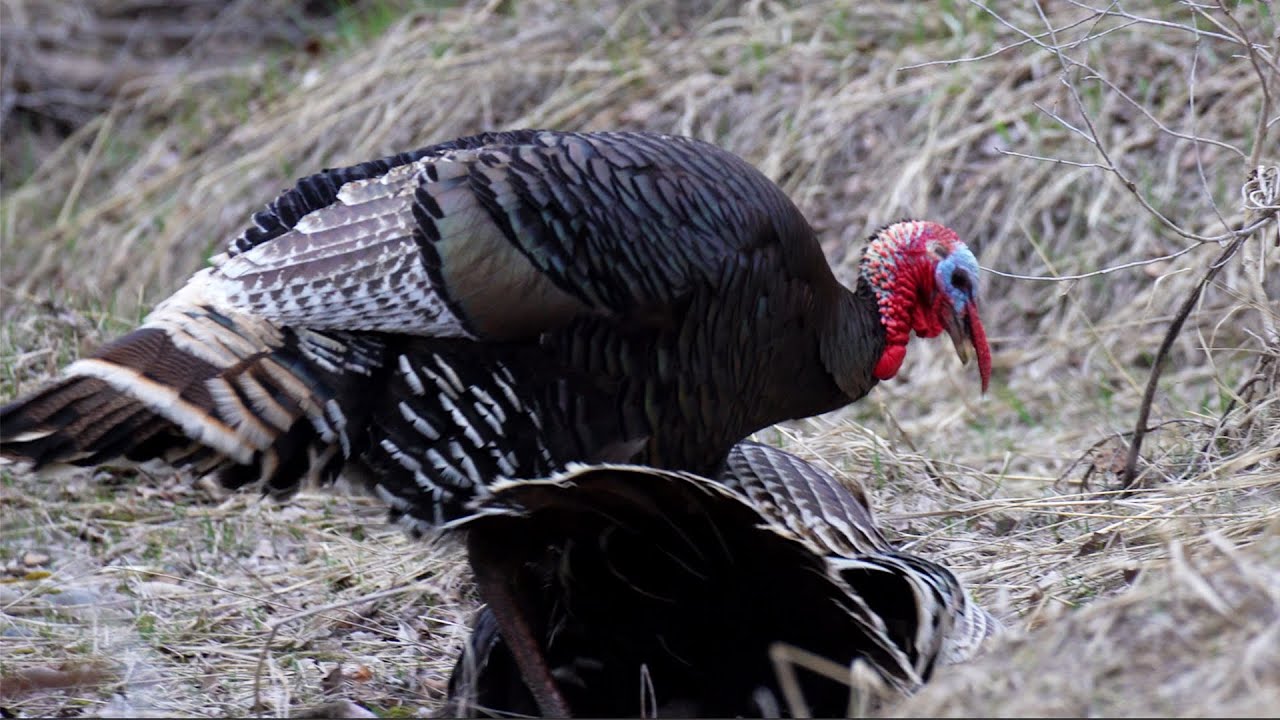 One Day Turkey Hunt in Montana (Hunt, Clean, Cook)